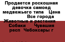 Продается роскошная девочка самоед медвежьего типа › Цена ­ 35 000 - Все города Животные и растения » Собаки   . Чувашия респ.,Чебоксары г.